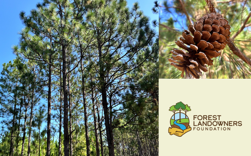 U.S. Forest Sustainability in the 21st Century